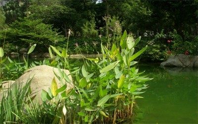 碩亞微科普|水生植物細(xì)說（四）——挺水植物篇