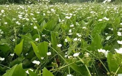 碩亞微科普|水生植物細(xì)說（四）——挺水植物篇