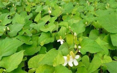 碩亞微科普|水生植物細(xì)說（四）——挺水植物篇