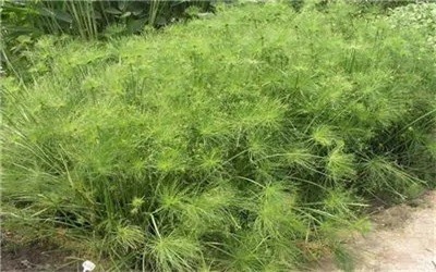 碩亞微科普|水生植物細(xì)說（四）——挺水植物篇