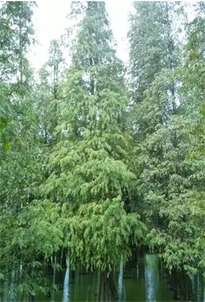 碩亞微科普|水生植物細(xì)說(shuō)（五）——濕生（近水）喬木篇