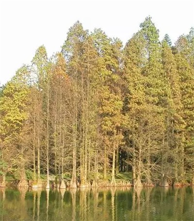 碩亞微科普|水生植物細(xì)說(shuō)（五）——濕生（近水）喬木篇