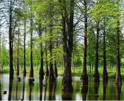 碩亞微科普|水生植物細說（五）——濕生（近水）喬木篇