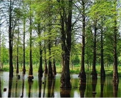 碩亞微科普|水生植物細(xì)說(shuō)（五）——濕生（近水）喬木篇