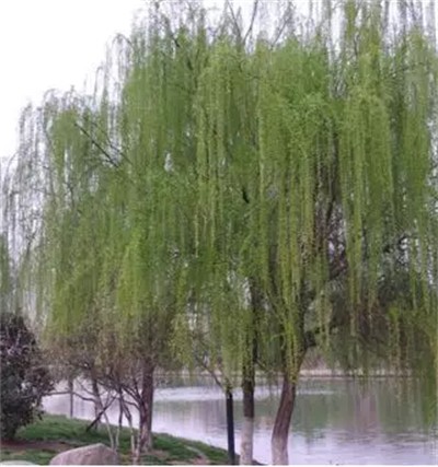 碩亞微科普|水生植物細(xì)說(shuō)（五）——濕生（近水）喬木篇