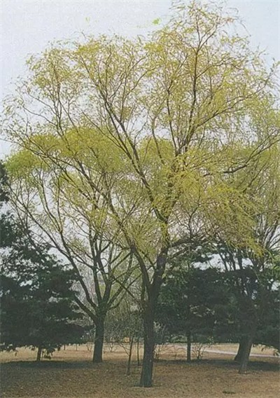 碩亞微科普|水生植物細(xì)說(shuō)（五）——濕生（近水）喬木篇