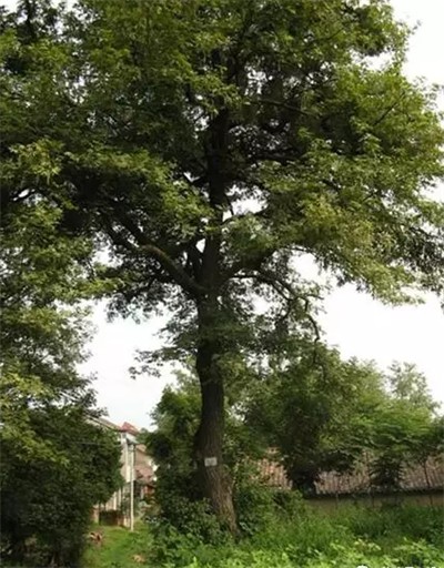 碩亞微科普|水生植物細(xì)說(shuō)（五）——濕生（近水）喬木篇