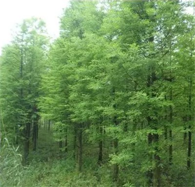 碩亞微科普|水生植物細(xì)說(shuō)（五）——濕生（近水）喬木篇