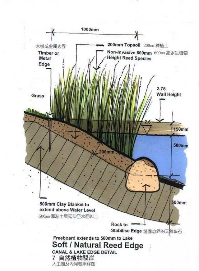 碩亞微科普|城市生態(tài)駁岸（三）——生態(tài)駁岸的作用