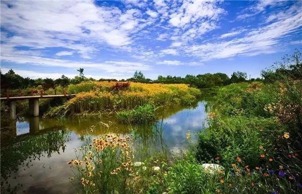 碩亞微科普|城市生態(tài)駁岸（三）——生態(tài)駁岸的作用