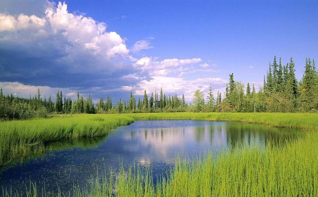 碩亞微科普|人工濕地總述（一）