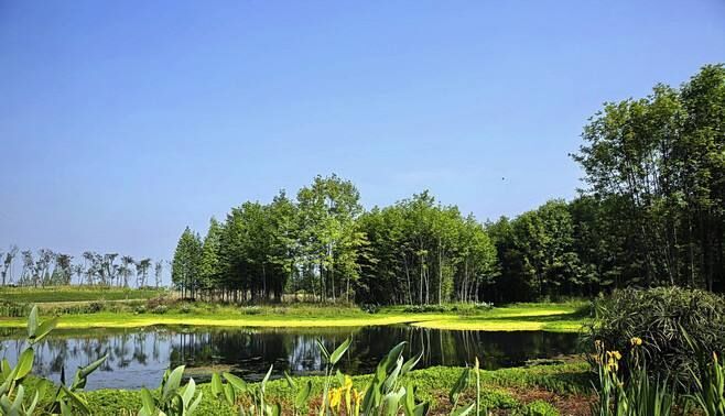 碩亞微科普|人工濕地的功能與效應(yīng)及去污機制-碩亞微科普