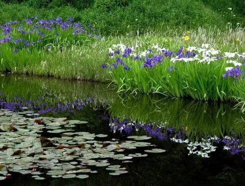 碩亞微科普|人工濕地關(guān)鍵組成因子的作用?（二）