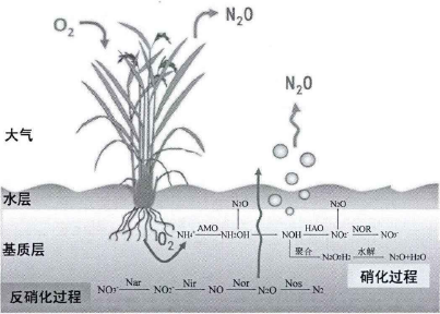 碩亞微科普|人工濕地環(huán)境效應(yīng)研究（二）