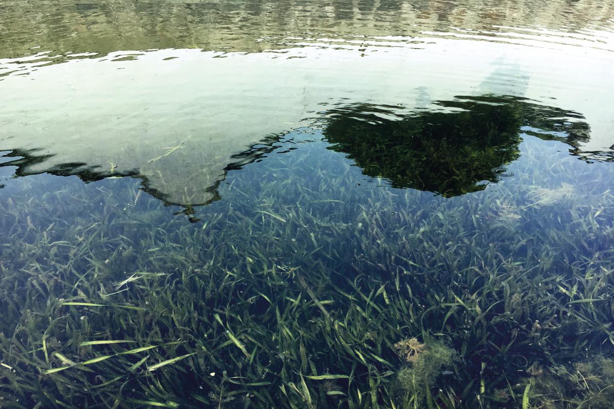 水生態(tài)修復(fù)技術(shù)在河道治理中的應(yīng)用與研究