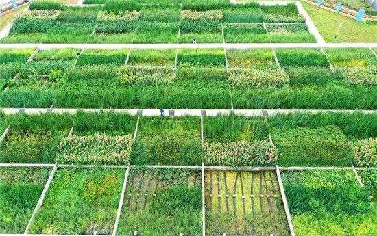 碩亞微科普|關(guān)于人工濕地技術(shù)在河道流域綜合治理中的探析-蘇州碩亞環(huán)保