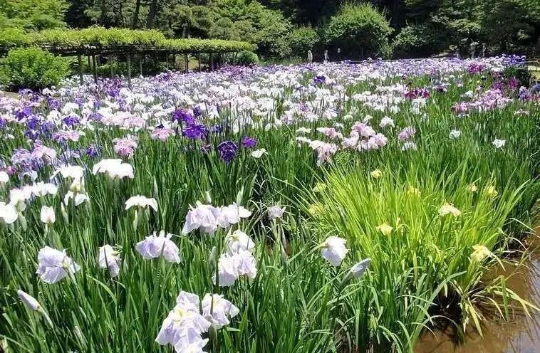 29種水生植物對農(nóng)村生活污水凈化能力研究