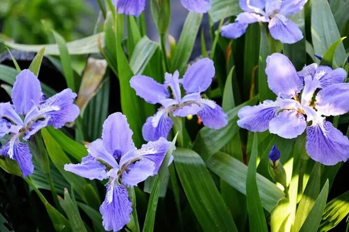 碩亞微科普|4種水生植物對(duì)復(fù)合污染水體中營養(yǎng)鹽和全氟烷基酸去除效果的研究