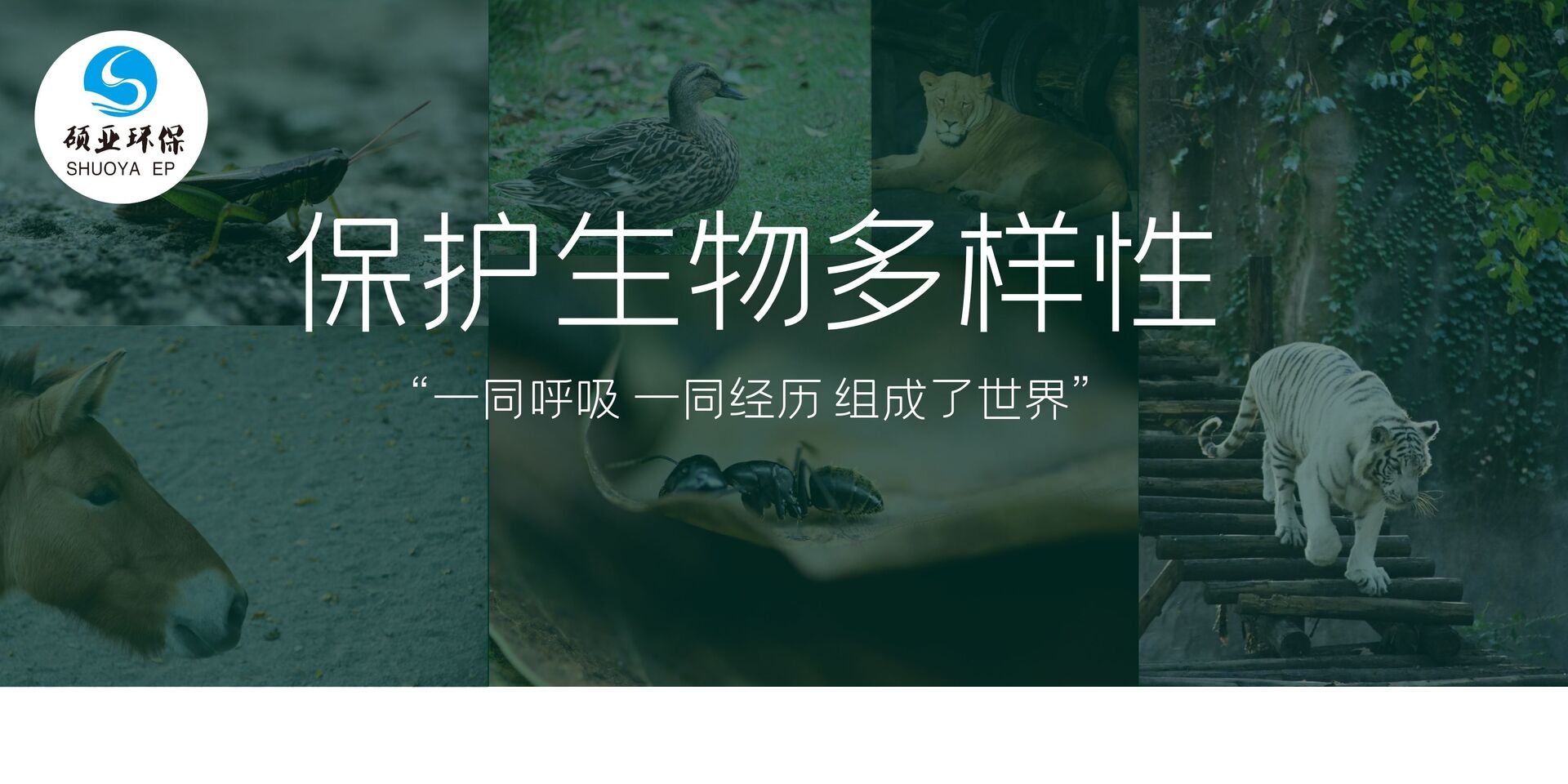 碩亞積極行動(dòng)|保護(hù)生物多樣性