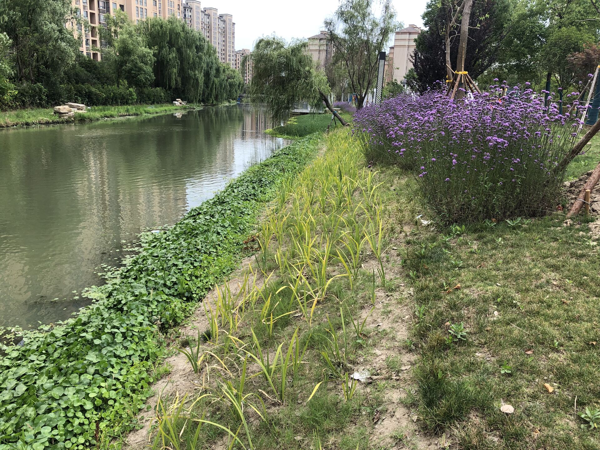 江蘇省昆山市南范基江、紅星新開河、直塘涇河道養(yǎng)護(hù)項(xiàng)目