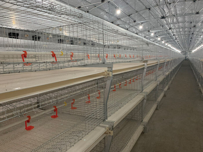 肉鸡笼养鸡转群注意事项