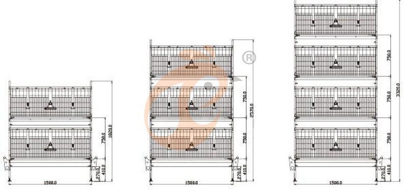 broiler chicken cage design (1)