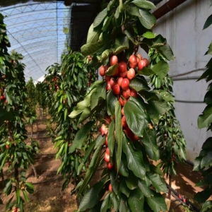 矮化密植大樱桃效益分析