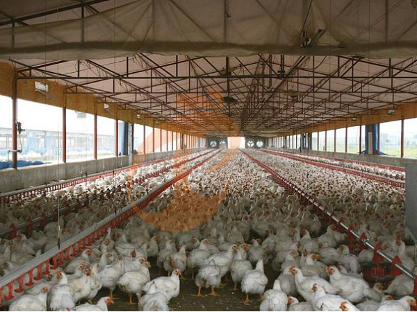 deep litter system (8)