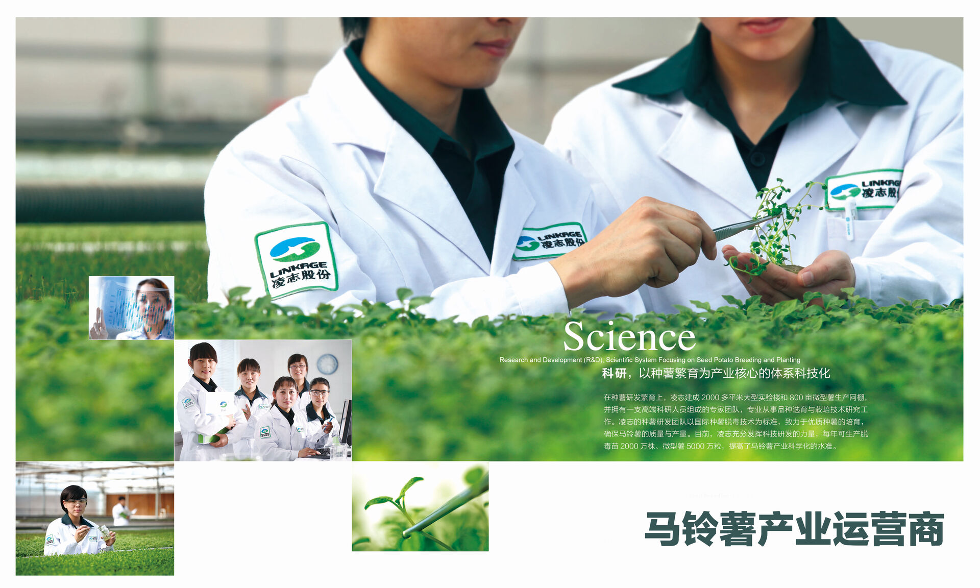 无毒种薯｜中国薯业第一股