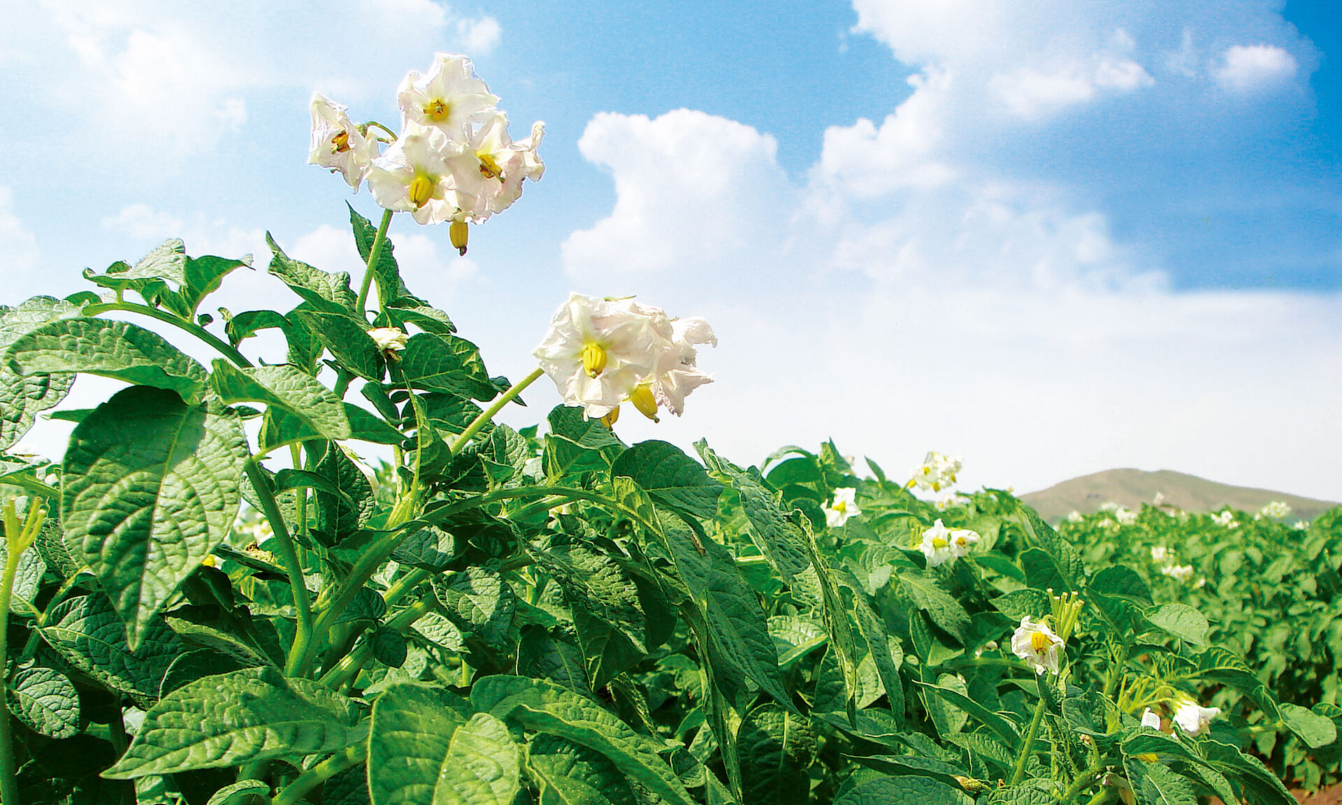 无毒种薯｜中国薯业第一股