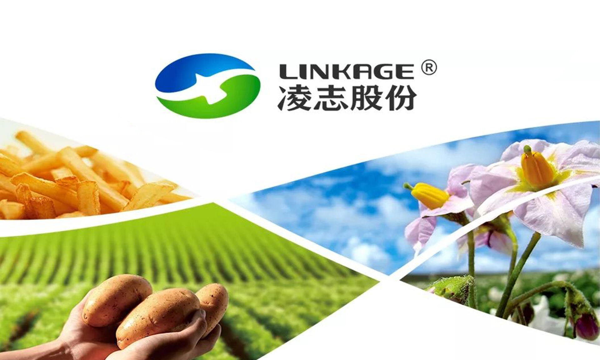 无毒种薯｜中国薯业第一股