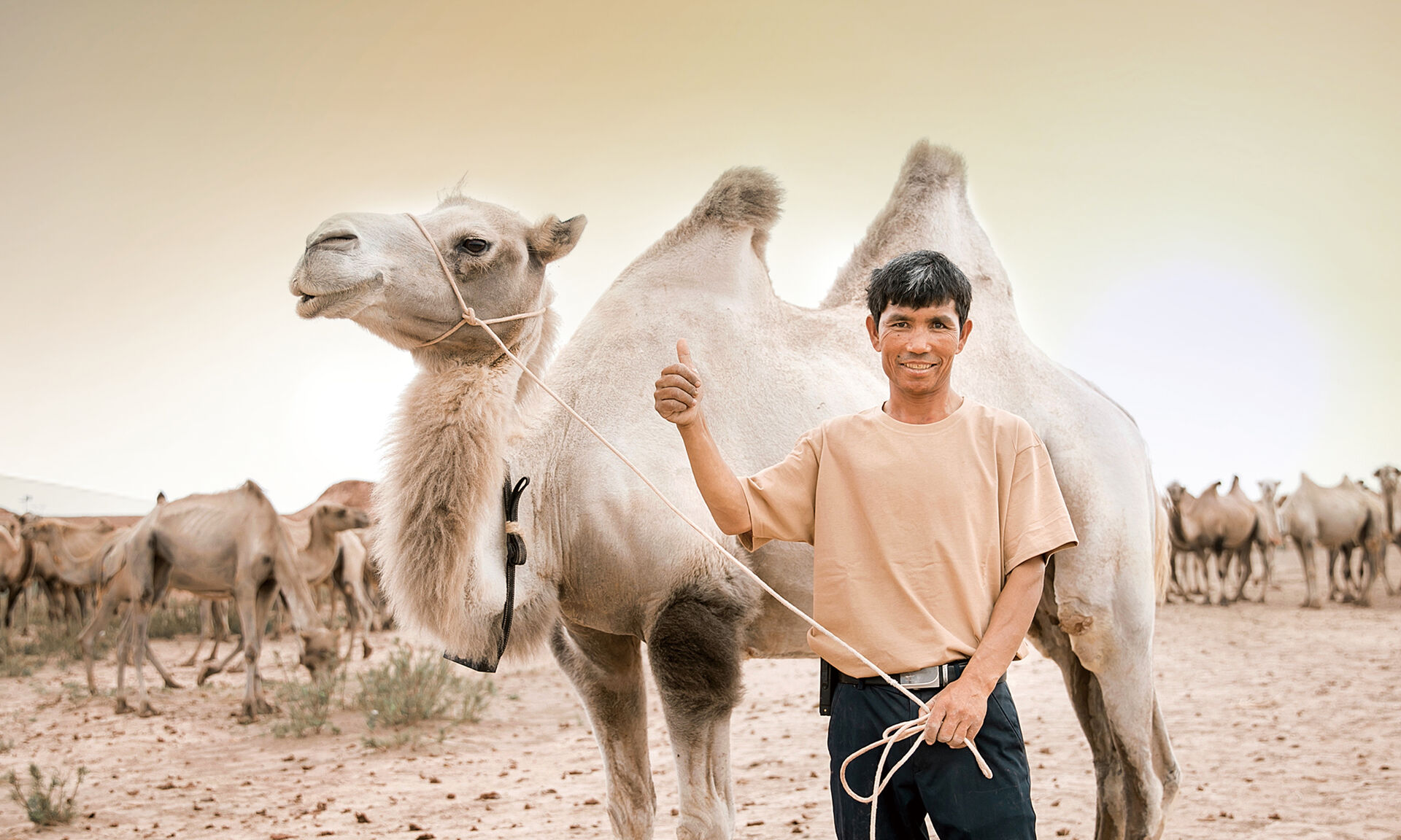 新驼，就是新疆骆驼奶
