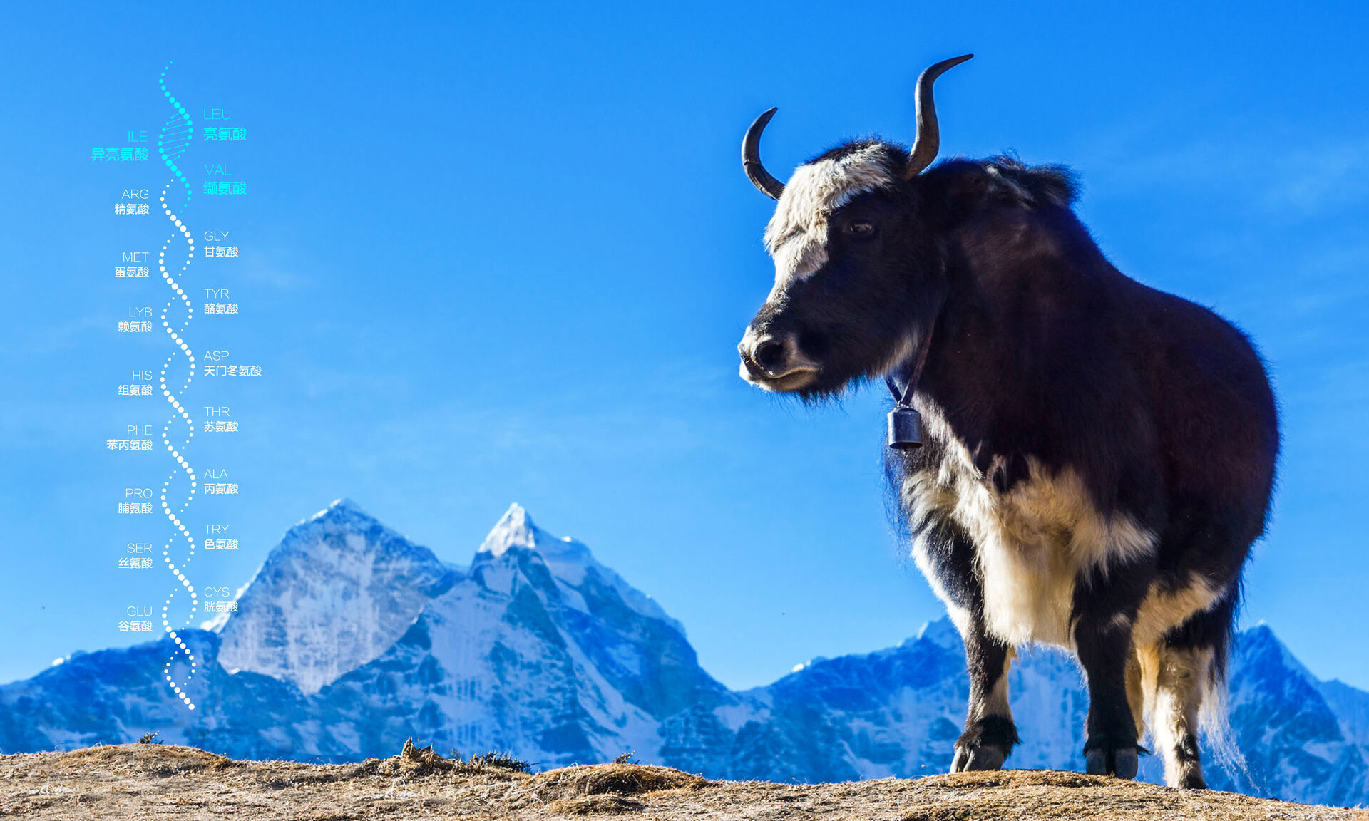 源自雪域高原的味道