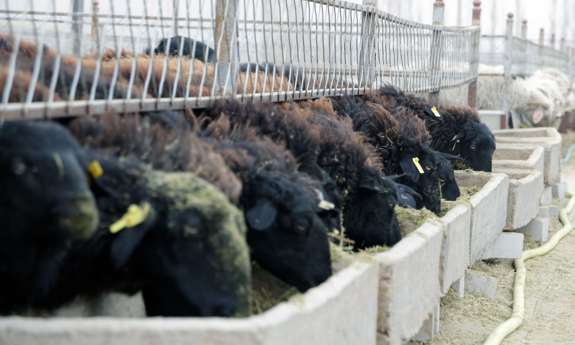 羊中大熊猫，草原乌骨羊