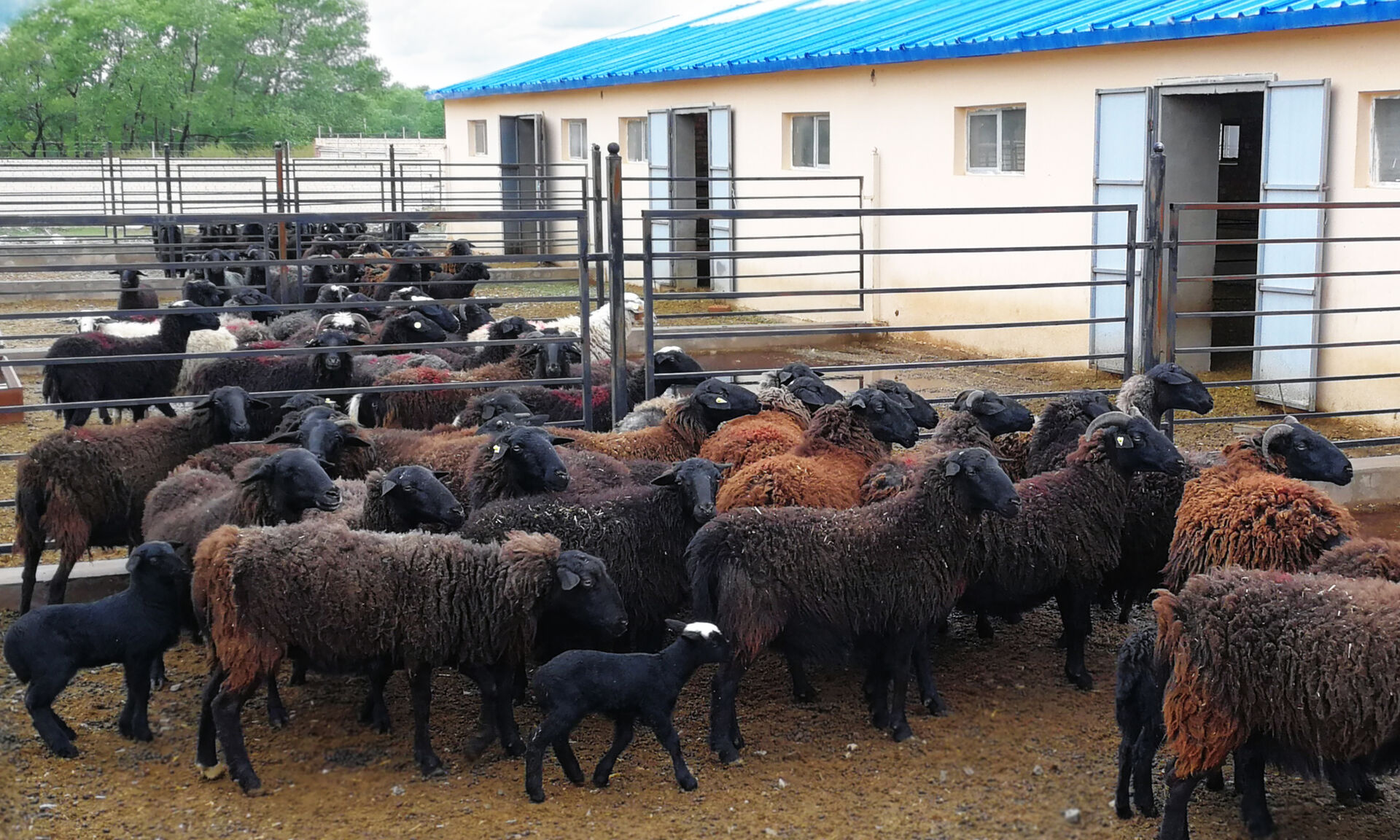 羊中大熊猫，草原乌骨羊