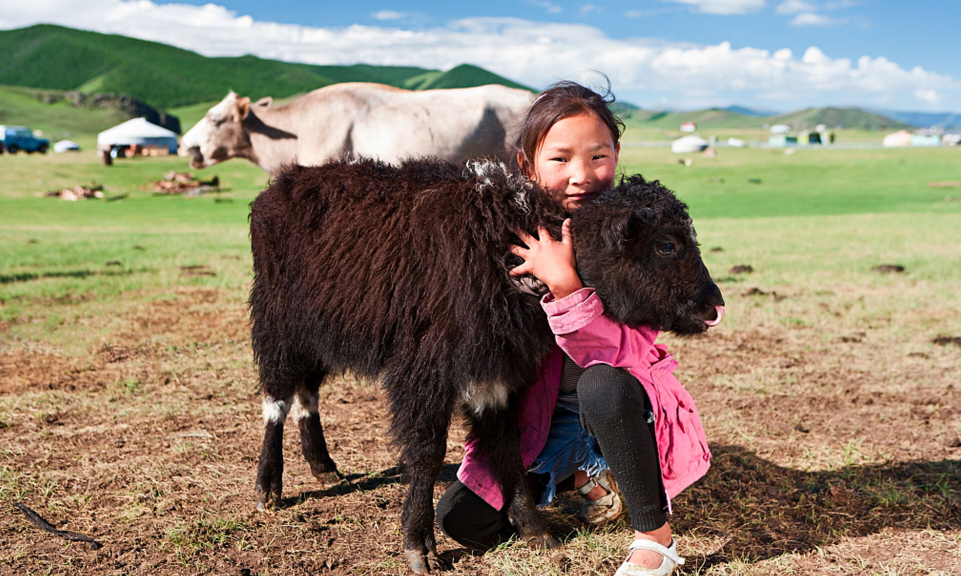 羊中大熊猫，草原乌骨羊