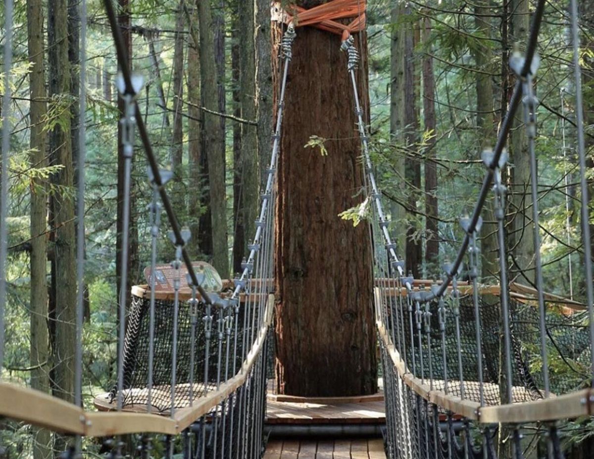 Jungle Walking  .jpg