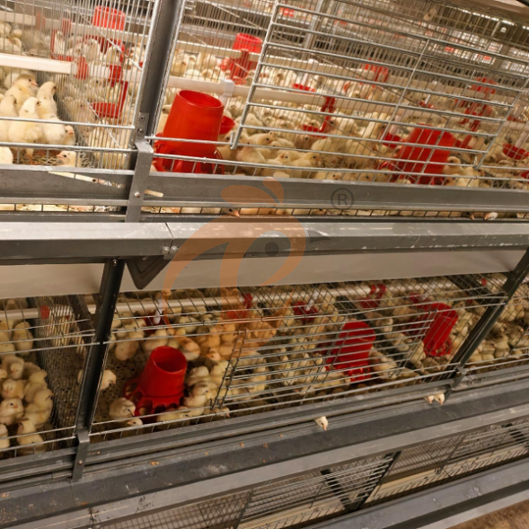 battery cage system for brooder (12)