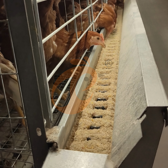 battery cage system for brooder (23)