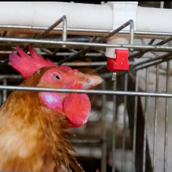 layer battery cage system (12)