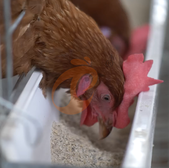 layer battery cage system (13)