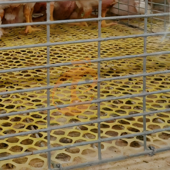 layer battery cage system (36)