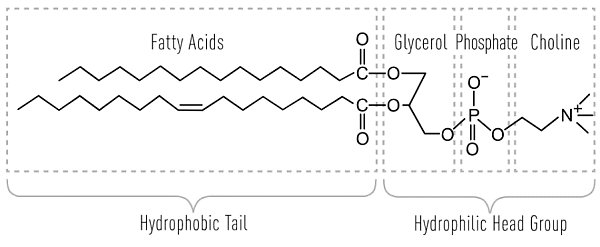 磷脂-图1.png 磷脂-图1.png