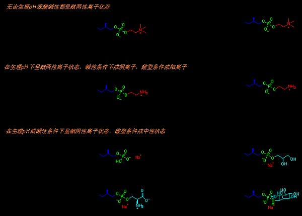 磷脂-图2.png 磷脂-图2.png