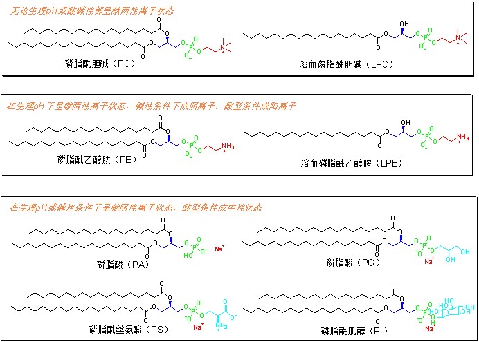 磷脂-图2.png