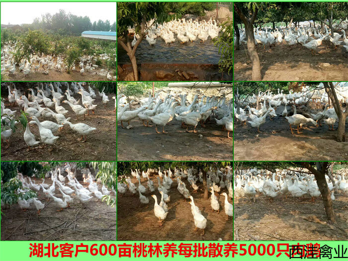 白鹅的养殖技术分享 白鹅的养殖技术分享