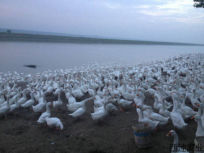 西洼禽业--皖西鹅苗