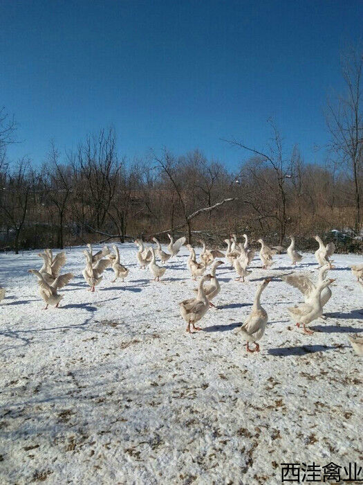 834439870969987028.jpg 834439870969987028.jpg