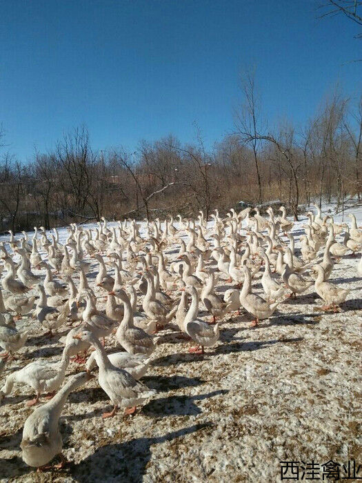 896758973558146709.jpg 896758973558146709.jpg