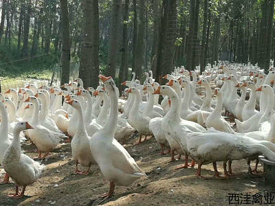 西洼禽业-霍尔多巴吉鹅苗